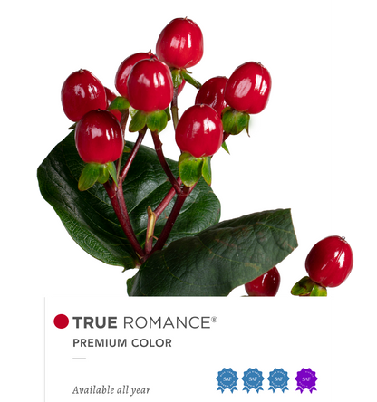 Hypericum Single Red True Romance Floral Chain